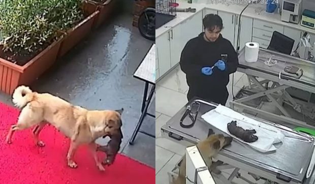 O cățelușă fără adăpost și-a dus singură puiul bolnav la veterinar. Imaginile au devenit virale