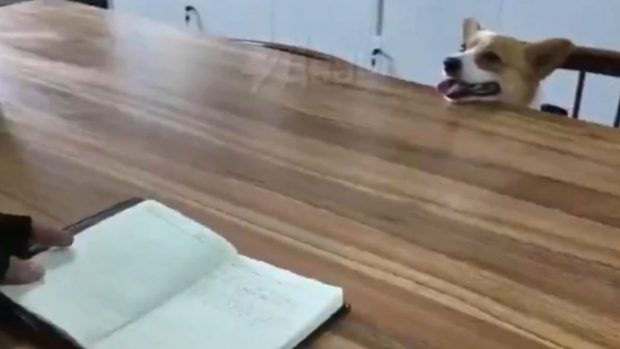 Primul câine polițist corgi din China a pierdut un bonus din cauza „conduitei greșite la locul de muncă”. Ce a făcut patrupedul | VIDEO