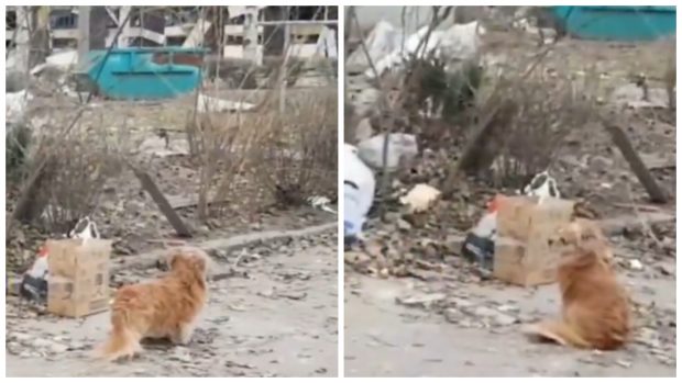 Câinele care refuză să-și părăsească stăpânul, mort în urma unui atac rusesc cu rachete la Zaporojie, a impresionat o lume întreagă | VIDEO