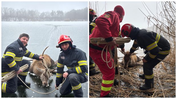 Un cerb blocat pe un lac înghețat din Brașov a fost salvat de pompieri