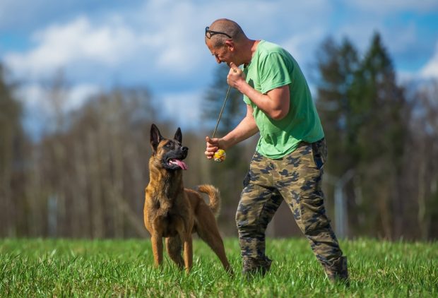Ciobănesc belgian – tot ce trebuie să știi despre rasa Malinois