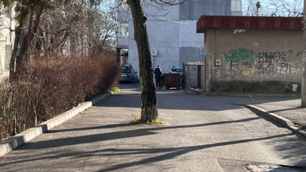 Fenomen inedit în Ploiești: Un copac supraviețuiește în mijlocul carosabilului