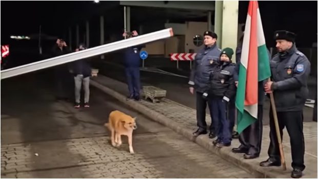 Copăcel, căţelul care a trecut primul Vama Petea după intrarea României în Spaţiul Schengen, și-a găsit stăpân