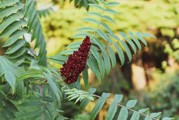 Cum a fost descoperit sumacul: O poveste fascinantă a unei plante versatile