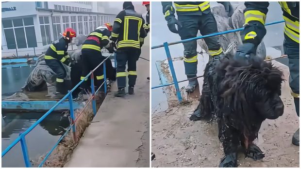 În Brașov, un câine care a fugit de zgomotul petardelor și a căzut în canalul Timișului Sec a fost salvat de pompieri  | VIDEO