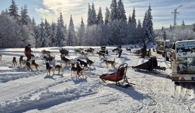 Plimbări spectaculoase cu sănii trase de câini husky, în România. Unde găsiți această aventură