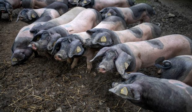 Boala cauzată de un virus cu șapte serotipuri din cauza căreia Marea Britanie a interzis toate importurile de animale din Germania