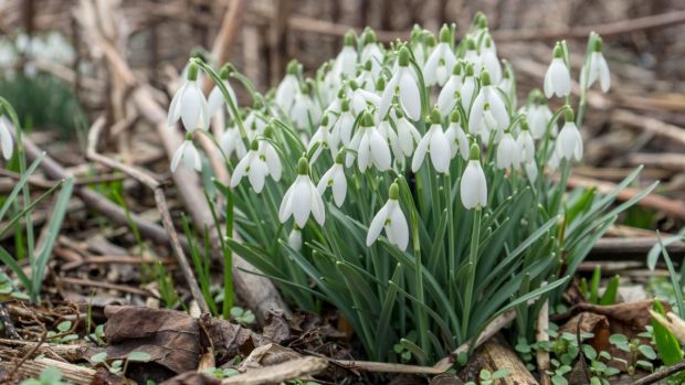 Cum va fi vremea în perioada 27 ianuarie-24 februarie. Prognoza meteo pentru următoarele patru săptămâni