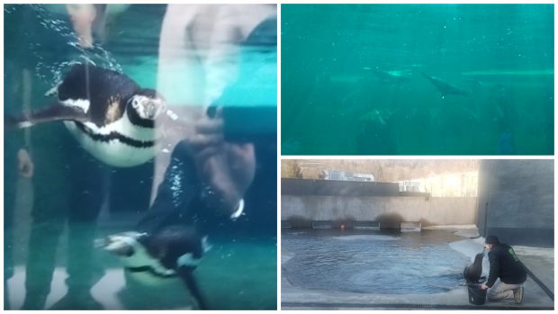 Zoo Brașov devine prima grădină zoologică din România care găzduiește lei de mare, pinguini și foci