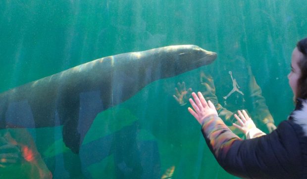 Spectacol unic în România, la Grădina Zoologică din Brașov. Trei noi specii de animale pot fi văzute, în premieră, în țară