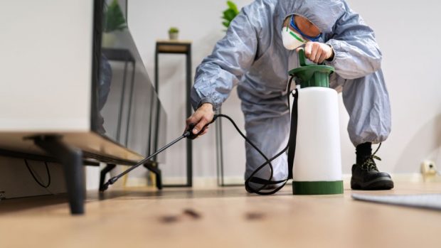 Insectele care ar trebui să fie ținute departe de casă. Soluții profesionale și soluții DIY împotriva lor