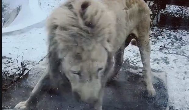 Leul alb de la Zoo Brașov, filmat când se mișcă agitat în țarc: „Era în această stare de psihoză de mult timp”. Reacția conducerii grădinii zoologice