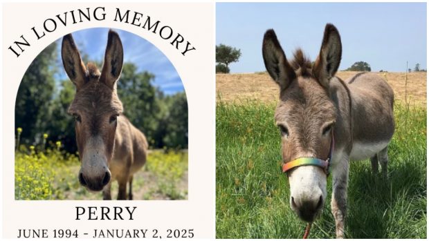 Măgarul Perry, care a inspirat personajul Donkey din „Shrek”, a murit la 30 de ani. „Suntem îndureraţi” | VIDEO
