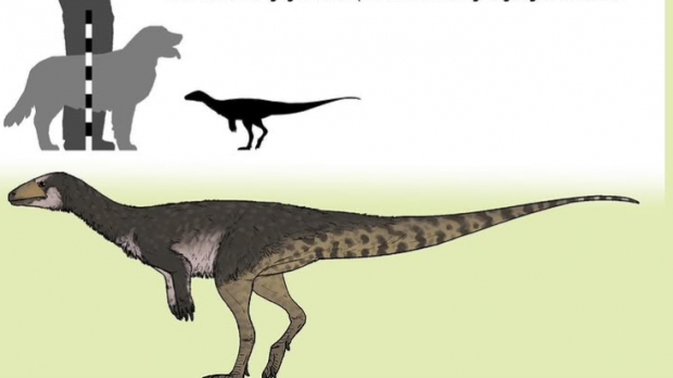 Un dinozaur de mărimea unui pui de găină rescrie istoria răspândirii acestora pe Pământ