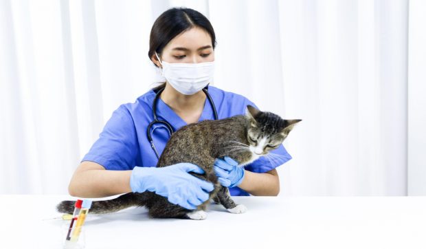 Campanie de sterilizare gratuită la Ploiești: sute de câini și de pisici în 8 zile