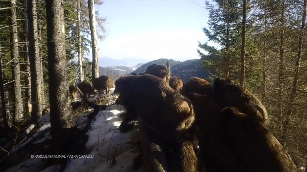 29 de porci mistreți filmați de o cameră de supraveghere din Piatra Craiului au devenit virali pe internet: „Îi ademeniți”