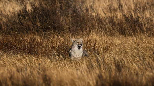 „Regina lupilor” din Yellowstone, ucisă de o haită rivală după ce a trăit 11 ani I VIDEO