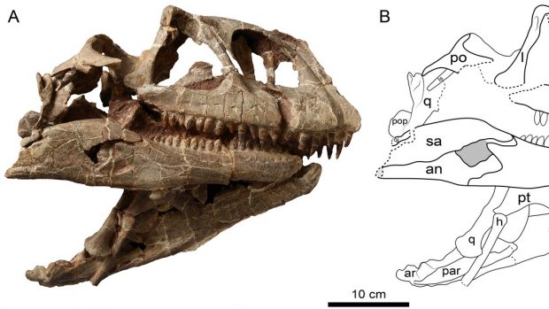 Craniu uriaș de dinozaur descoperit în China: o nouă specie de sauropodomorph