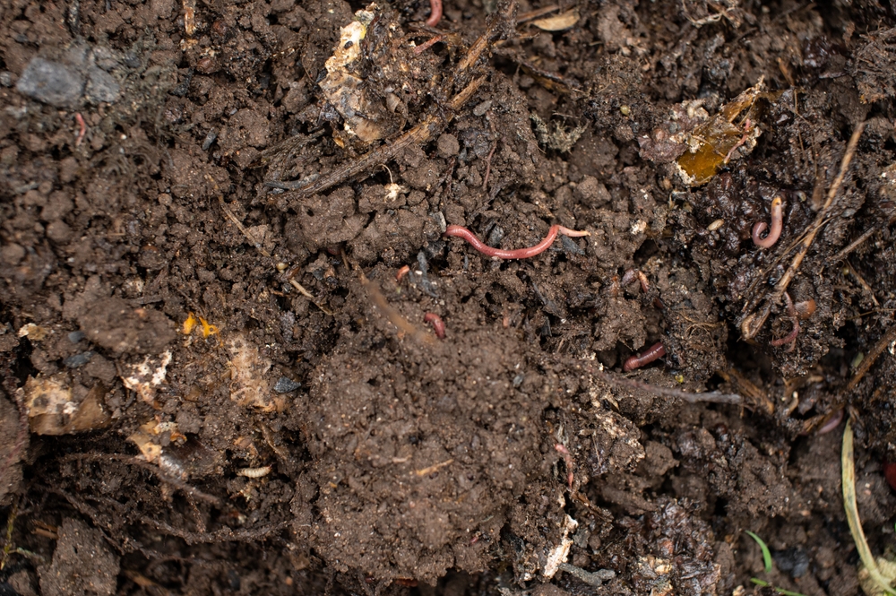 "Râmele: Arhitecții solurilor fertile și rolul lor esențial în ecosistem" 2 shutterstock2502614375