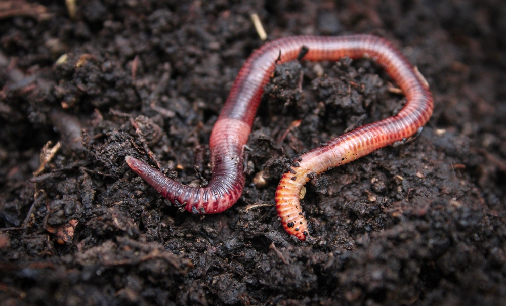 "Râmele: Arhitecții solurilor fertile și rolul lor esențial în ecosistem" 1 shutterstock2516989431