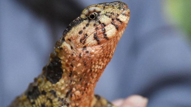 Expoziție de reptile în Craiova, accesul este gratuit. Locația unde are loc evenimentul