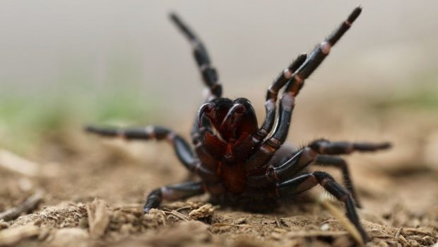 Cercetătorii au descoperit specii mai mari și mai veninoase de păianjen cu pânză-pâlnie. „Îi găsești în garaj sau în dormitor”