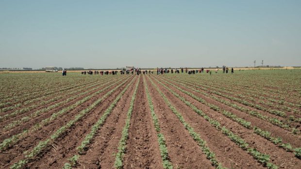 Cel mai scump teren agricol din Arad, scos la vânzare. Un hectar costă zeci de mii de euro