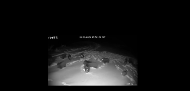 Filmare cu o ciurdă de mistreți atacată de o haită de lupi, la Răchițele, în Cluj. Scroafa își apără neînfricată puii