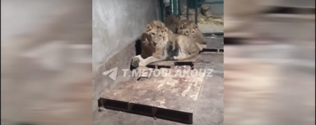 Gestul șocant făcut de un bărbat pentru a-și impresiona iubita i-a adus sfârșitul: „Simba, fă liniște!”