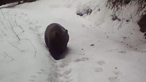 Ce a făcut o ursoaică filmată în Cheile Bicazului, atunci când și-a dat seama că i-a dispărut puiul | VIDEO