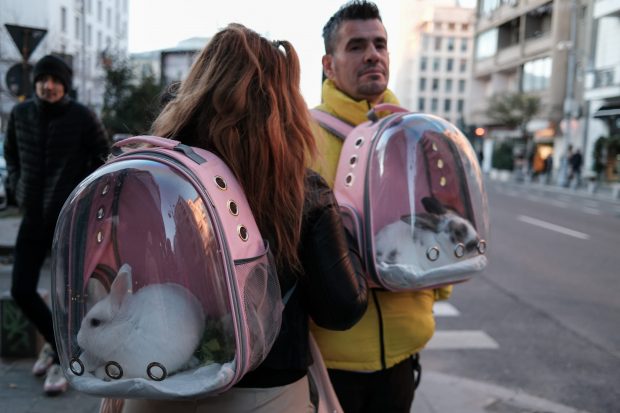 Poza zilei: Iepurași la plimbare pe Calea Victoriei