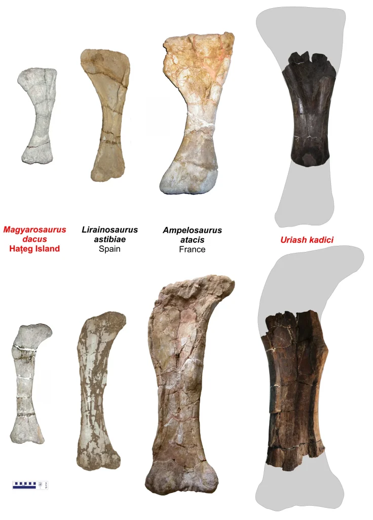 Două noi specii de dinozauri au fost descoperite în Geoparcul Țara Hațegului