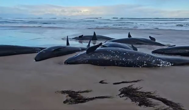 90 de balene ucigașe vor fi eutanasiate, după ce au eșuat pe plajă |VIDEO