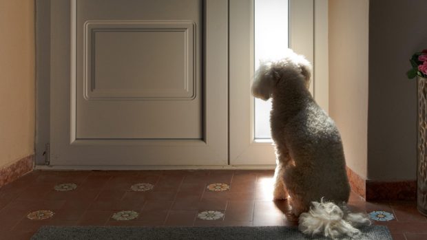 Un medic veterinar spune dacă trebuie să lăsăm luminile aprinse pentru animalele de companie când plecăm din casă