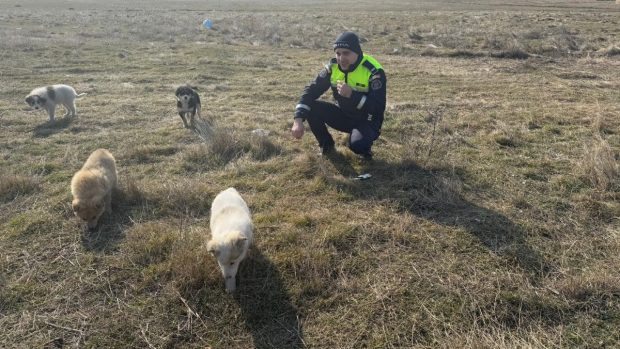 În Galați, un soldat britanic a salvat patru căței aflați în zona tragerilor. „Fiecare viață contează”