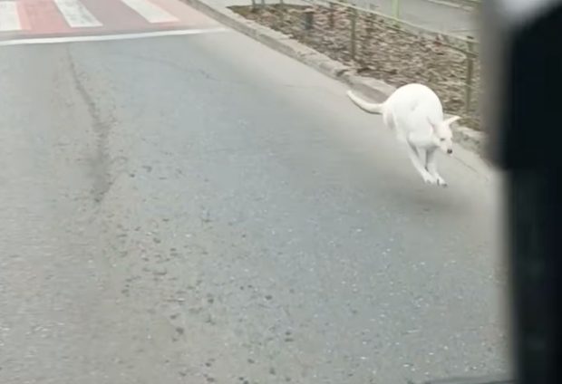 Puiul de cangur alb văzut pe o stradă din sectorul 5 din București îi aparține lui Nuțu Cămătaru