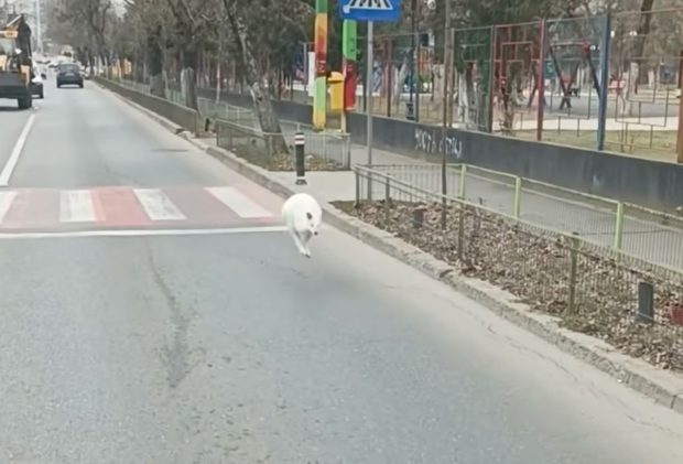 Cangur alb filmat pe o stradă din București, în sectorul 5. „A scăpat de la Nuțu Cămătaru, probabil”