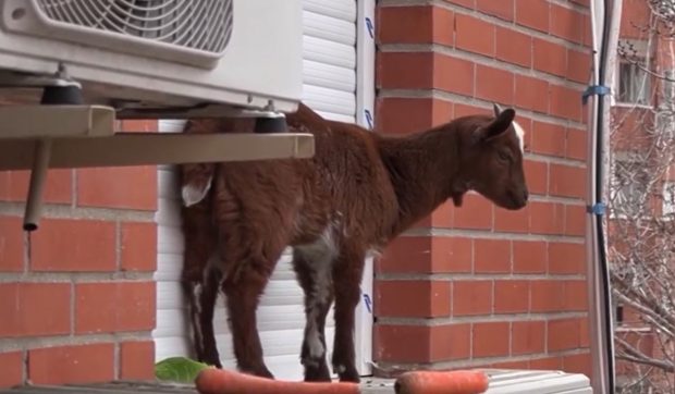Capră salvată de pompieri de pe un balcon de la etajul 5. Nimeni nu știe a cui este și cum a ajuns în blocul din centrul unui oraș spaniol