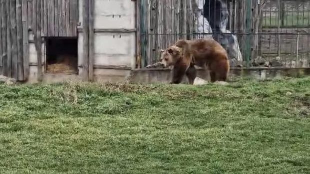 Au apărut vestitorii primăverii la Grădinile Zoologice din Oradea și Târgu Mureș. Sute de oameni s-au îmbulzit să vadă momentul ieșirii urșilor din bârlog |VIDEO