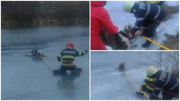 Un căţel blocat pe apa înghețată a râului Jiul de Vest a fost salvat de pompieri. „Stratul de gheață putea ceda în orice moment”