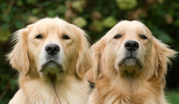 Clonarea animalelor de companie devine realitate cu ajutorul unui laborator din Spania. Cât costă un duplicat al patrupedului tău 