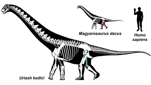 Două noi specii de dinozauri au fost descoperite în Geoparcul Țara Hațegului