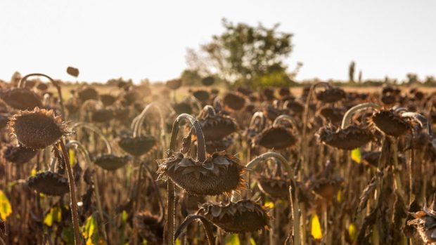 Canicula lovește agricultura: cum pot fermierii să-și protejeze culturile și afacerile?