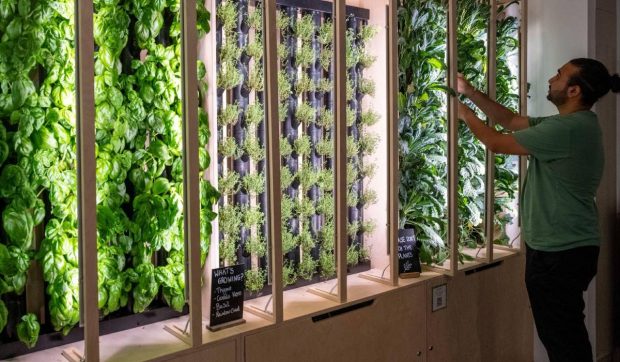 Singapore folosește tehnologia pentru a cultiva alimente fără teren agricol, în fermele viitorului