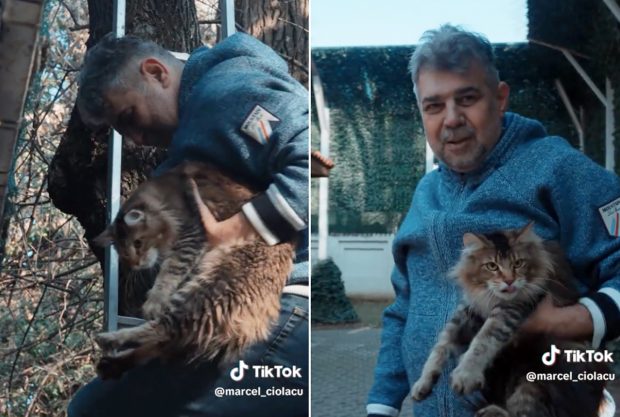 Ciolacu, pisicuța și scroafa din copac