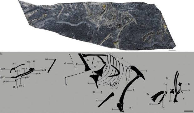 O fosilă din Jurasic descoperită în China rescrie istoria evoluției aviare: „A rămas singura fosilă necontestată”