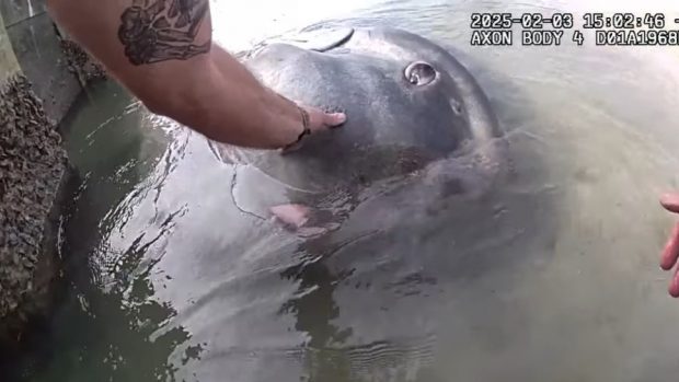Momentul în care un pește-soare uriaș de ocean este eliberat după ce a rămas blocat lângă plajă, în Florida | VIDEO