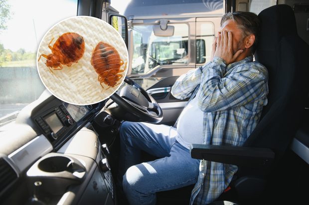 Ce despăgubiri a primit un şofer de TIR după ce a fost atacat de ploşniţe în cabina autotrenului