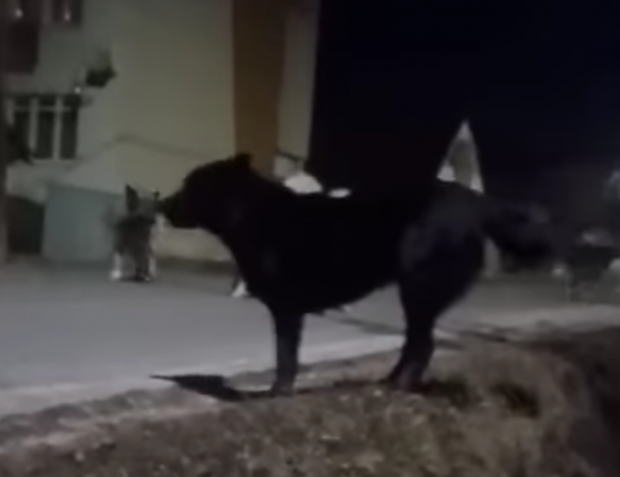 Zeci de câini au atacat o femeie din Huedin, care a scăpat cu viață printr-o minune