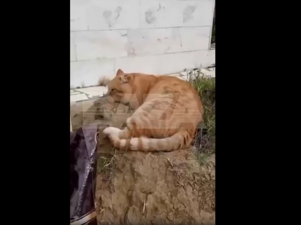 O pisică nu a plecat șapte ani de la mormântul stăpânului său
